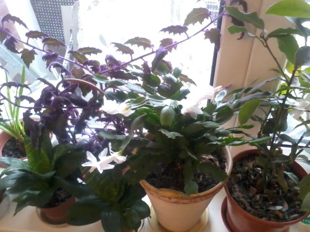 0207_130106.jpg