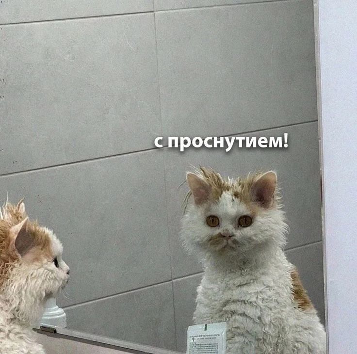 66d13dc02a54efb9cf2bd3a98583b35b.jpg