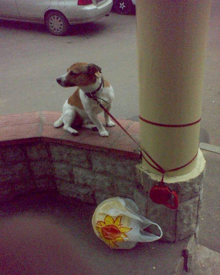 собака2008-07_900.jpg