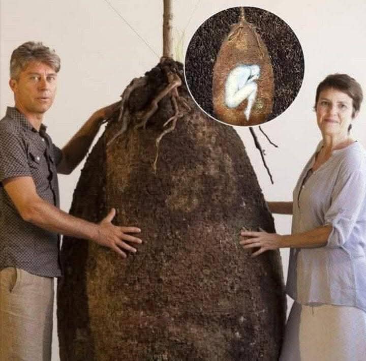 Capsule Mundi.jpg