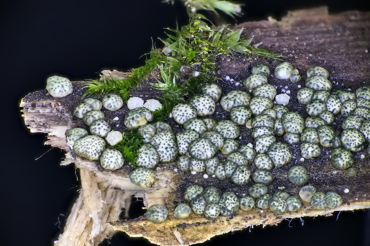 Trichoderma strictipile.jpg