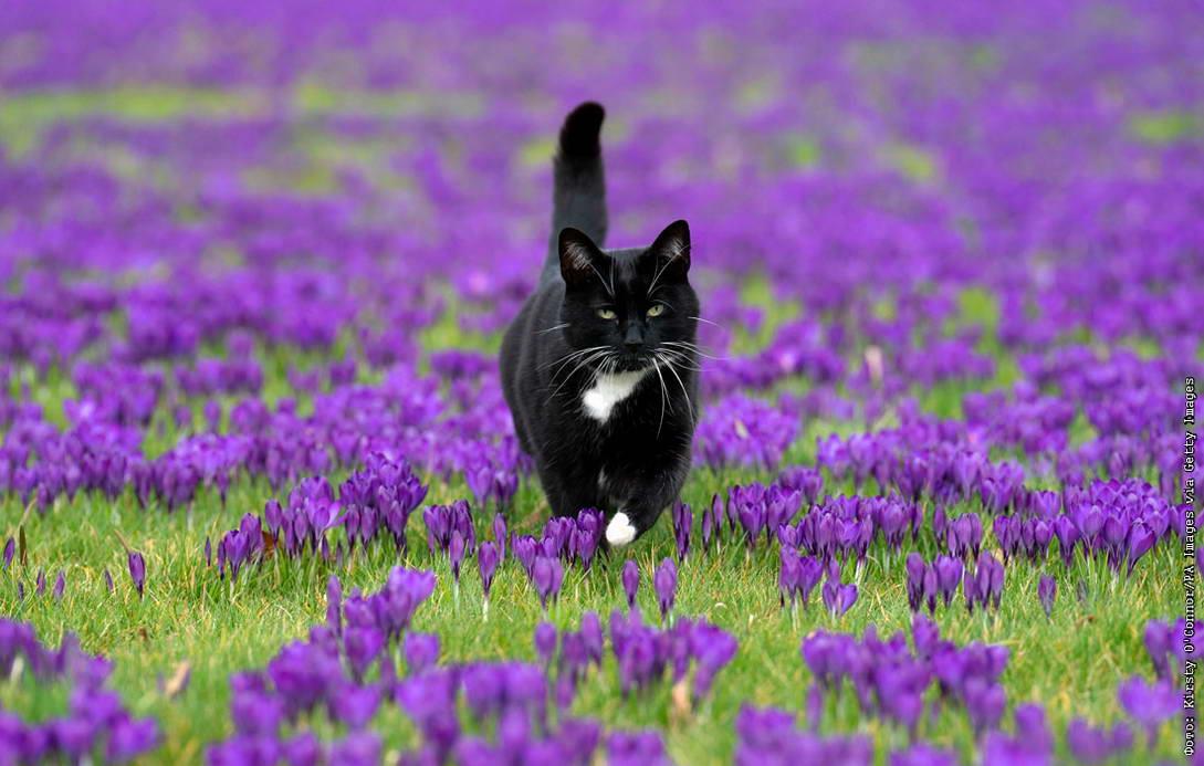 День крокусов73a8ce7723ab45cf8918607f8677cfc4.jpg