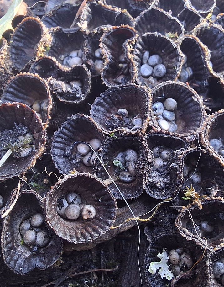 Cyathus striatus.jpg