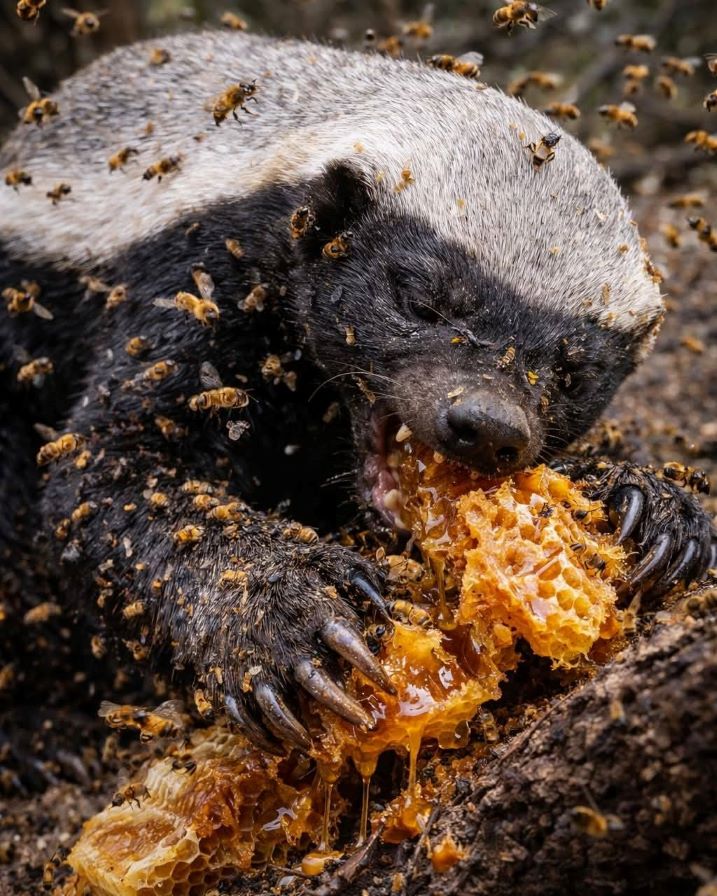 медоед счастлив.jpg