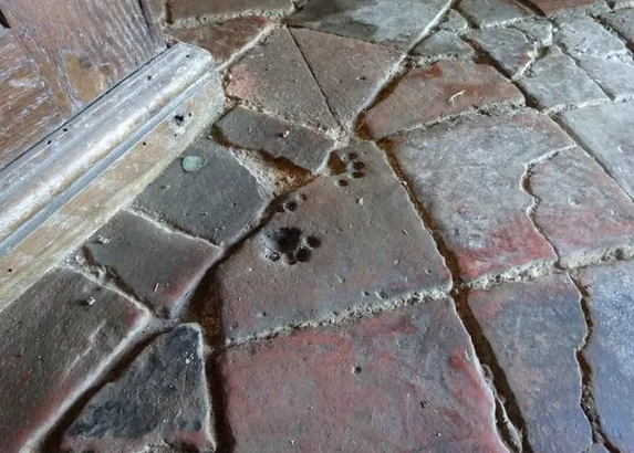 Отпечатки лап средневекового кота, сохранившиеся на напольной плитке XII века в церкви Святого Петра в Вормлейтоне, Англия.png