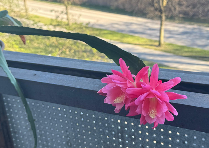 Снимок экрана 2026-04-24 180738.png