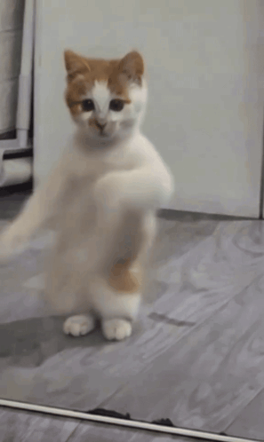 2909ba9ad145bdb5beaace18ec796c23.gif