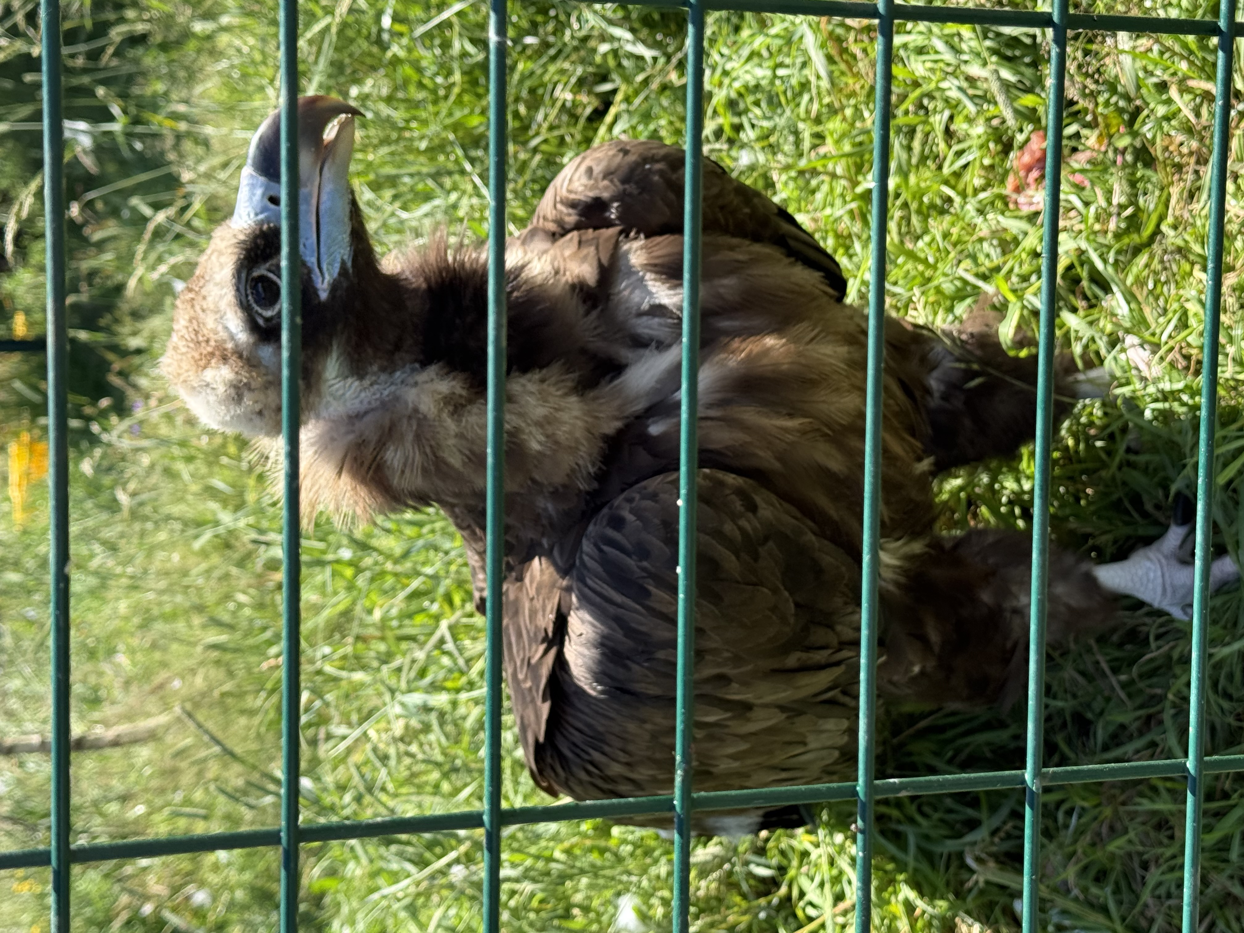 IMG_7031.jpeg