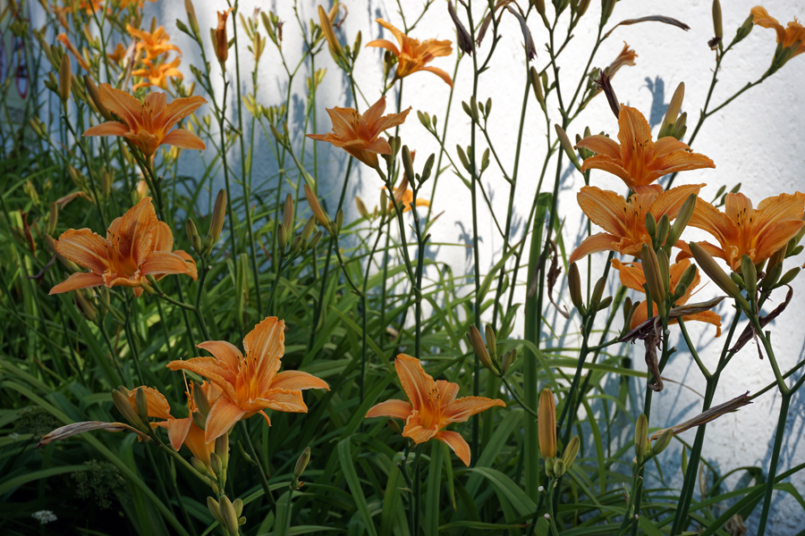 hemerocallis06.jpg